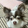 モモヤミ profil fotoğrafı