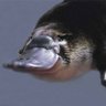 duckbill profil fotoğrafı