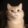 Profilbild von 晓天XIAO TIAN