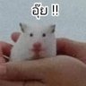 pucha's profile picture