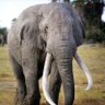 Progressive War Elephant 🐘🇵🇸🇮🇪🇨🇩 的头像