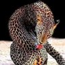 Фото профиля Jawadi00 Toufik