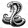 Cobra profil fotoğrafı