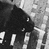 Profilbild von flipknife