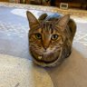 ベンガルママ profil fotoğrafı