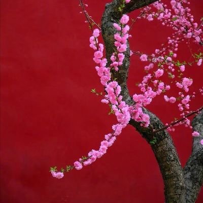 诗飞(mypoemsflying)'s profile picture