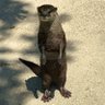Фото профиля 枷に舞う花びら