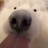 pochi's profile picture