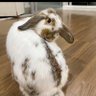 Фото профиля คนสวยข๋าา^🐰^