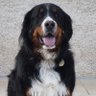Pascal Detraz 🇫🇷🇺🇦🇪🇺🐈⬛'s profile picture