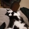 CheffChezz's profile picture