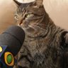 joaopedro_1713's profile picture