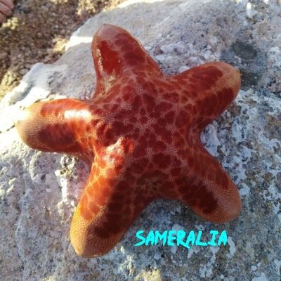 منوعات🎴 سامر's profile picture