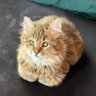 Profilbild von ŞAŞUK KEDİ