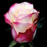 Profilbild von SWEET ROSES
