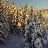 Skogsägaren's profile picture