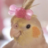 voli profil fotoğrafı