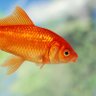 Фото профиля HamsterWheel447