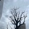 Фото профиля チャンダイ