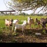#Goatfield 的头像