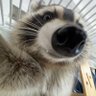 Voprsklej Mýval 的头像