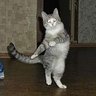 パツパツパニック's profile picture