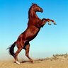 Hoof Hearted's profile picture