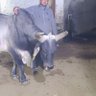 Фото профиля Mohan singh (Nandi seva trust)