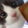小小猫's profile picture