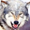 Bozkurt's profile picture