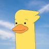 tonymcducktoken profil fotoğrafı