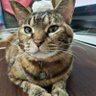 スバル profil fotoğrafı