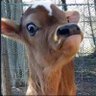 Profilbild von Vho_Muzila