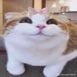 Catswithsmth's profile picture