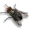 Profilbild von La Mosca