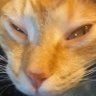 Profilbild von millie bobby shmurda