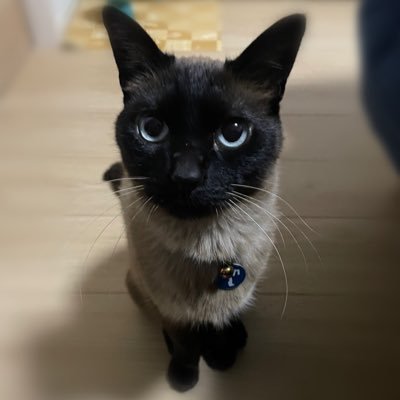 トシ🐱🐾's profile picture