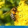 Фото профиля Véronique Hontang Preuilh