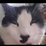 piranguero profil fotoğrafı