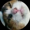 繭🐎小山田's profile picture