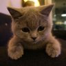 jooniehope's profile picture