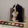 Doggy estanciero's profile picture