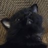 Charlie's profile picture