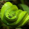 Allen's World of Reptiles profil fotoğrafı
