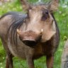 Фото профиля Bill the Warthog