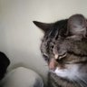 Steve Morris profil fotoğrafı