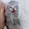 Dr. CAT - astrophic profil fotoğrafı