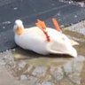 チビキ profil fotoğrafı