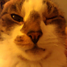 Profilbild von kot-o-pies