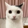 Abacatinho verdinho 的头像
